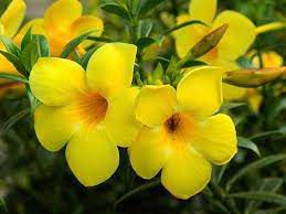 Alamanda de Cerca (Sementes)  Allamanda polyantha