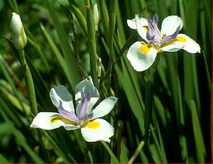 Moreia (Sementes) Dietes spp.