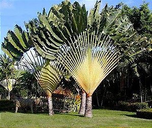 Árvore do Viajante  (Sementes) - Ravenala madagascariensis