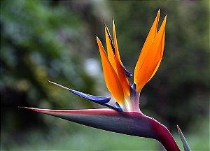 Strelitzia reginae (Sementes)Ave do Paraíso