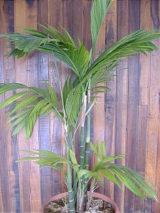 Areca Triandra (Sementes) Areca triandra