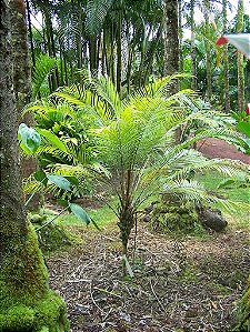 Palmeira Petrópolis (Sementes) Lytocaryum weddellianum