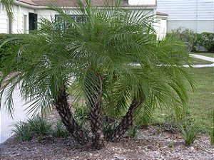 Tamareira de Jardim (Sementes) Phoenix roebelenii