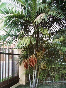 Palmeira de Macarthur (Sementes) Ptychosperma macarthurii