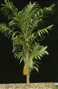 Palmeira Mexicana (Sementes) Synechanthus warscewiczianus