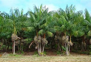 Açaí (Sementes)  Euterpe oleracea / Açaí do Pará