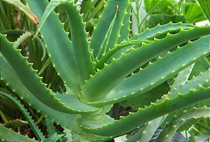 Babosa (Muda Pequena) Aloe vera