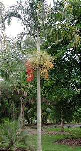 Palmeira Carpentaria (Sementes) Carpentaria acuminata