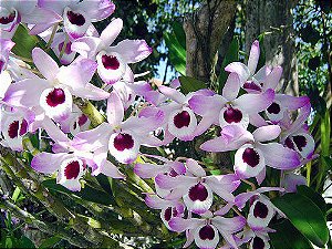 Olho de Boneca Lilás (Mudas) Dendrobium nobile