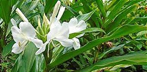 Lírio do Brejo (Mudas)  Hedychium Coronarium