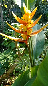 ave do paraíso branca Strelitzia augusta - Rose Garden Seeds