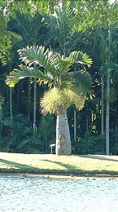 Palmeira Garrafa (Mudas) Hyophorbe lagenicaulis