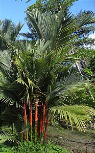 Palmeira Laca (sementes) Cyrtostachys renda