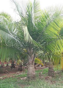 Palmeira Majestosa / Ravenea (sementes) Ravenea Rivularis