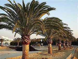 Palmeira das canárias (Sementes)  Phoenix canariensis