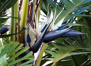 Strelitzia augusta (Sementes) ave do paraíso branca