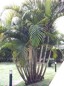 Areca Bambu (sementes) Dypsis lutescens