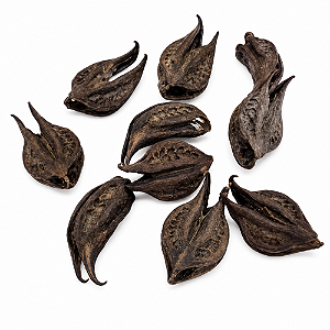 Fava Garra de Exu (Garra de Pomba Gira) Natural - Unidade | Maria Jupyra