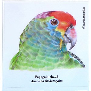 Papagaio-Chauá - adesivo em papel