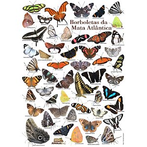 Borboletas da Mata Atlântica - pôster Anolis Books