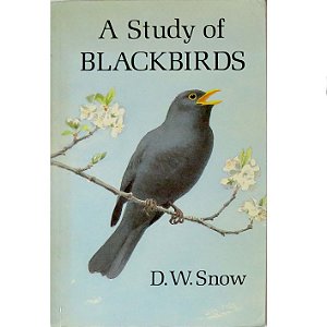 A Study of Blackbirds - SEMINOVO