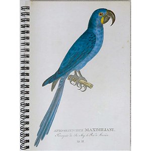 Arara-azul caderno misto capa dura - 50p  - coleção arte naturalista