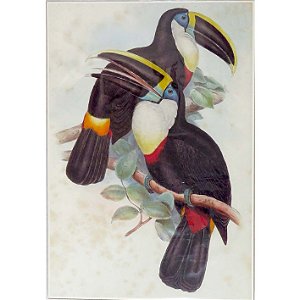 Tucano-de-bico-preto 1 - pôster coleção arte naturalista