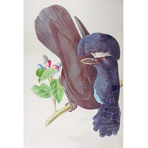 Anambé-preto - pôster coleção arte naturalista