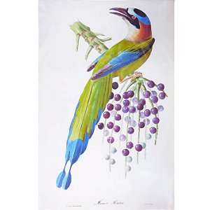 Udu-de-coroa-azul - pôster coleção arte naturalista