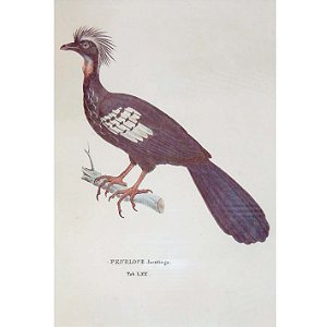 Jacutinga - pôster coleção arte naturalista