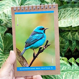 Saí-azul caderneta P - 100p - Ana Gadini