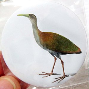 Saracura-do-mato - ímã metálico coleção arte naturalista