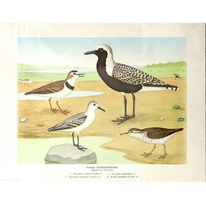 Maçaricos e batuíras - pôster coleção arte naturalista