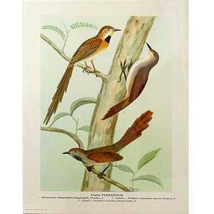 Furnarídeos 2 - pôster coleção arte naturalista