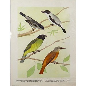 Cotingídeos - pôster coleção arte naturalista