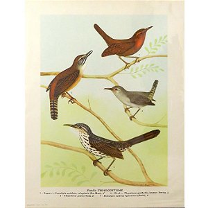 Corruíras - pôster coleção arte naturalista