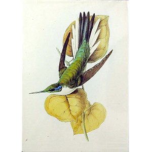Beija-flor-de-bochecha-azul - pôster coleção arte naturalista