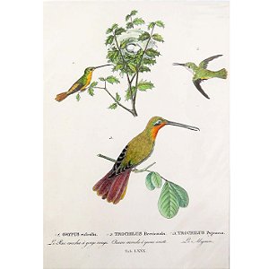 Beija-flores 1 - pôster coleção arte naturalista