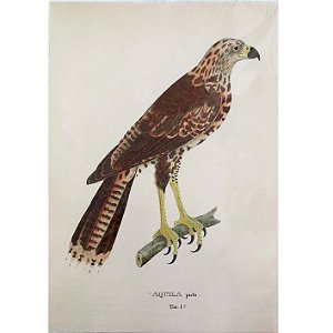 Gavião-preto jovem - pôster coleção arte naturalista