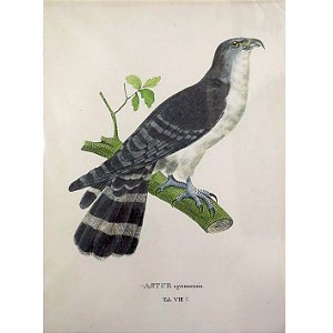 Gavião-gato - pôster coleção arte naturalista