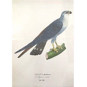 Sovi - pôster coleção arte naturalista
