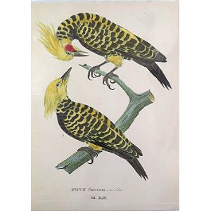 Pica-pau-de-cabeça-amarela - pôster coleção arte naturalista