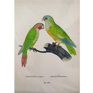 Jandaias 1 - pôster coleção arte naturalista