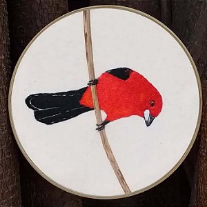 Tiê-sangue - Bordado a Mão em Bastidor - Bordando Aves