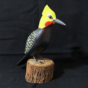 Pica-pau-de-cabeça-amarela - Miniatura madeira Valdeir José