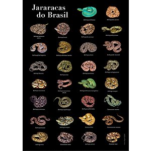 Jararacas do Brasil - pôster Anolis Books