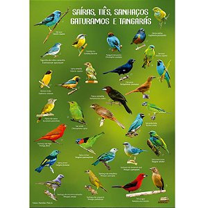 Saíras, tiês, sanhaços, gaturamos e tangarás - pôster Anolis Books