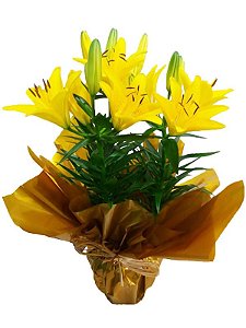 Lírio Amarelo