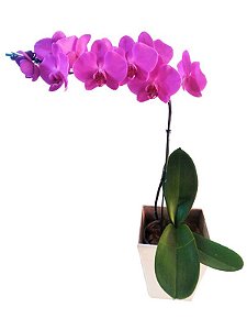 Orquídea Pink