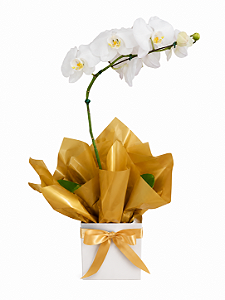 Orquídea Branca